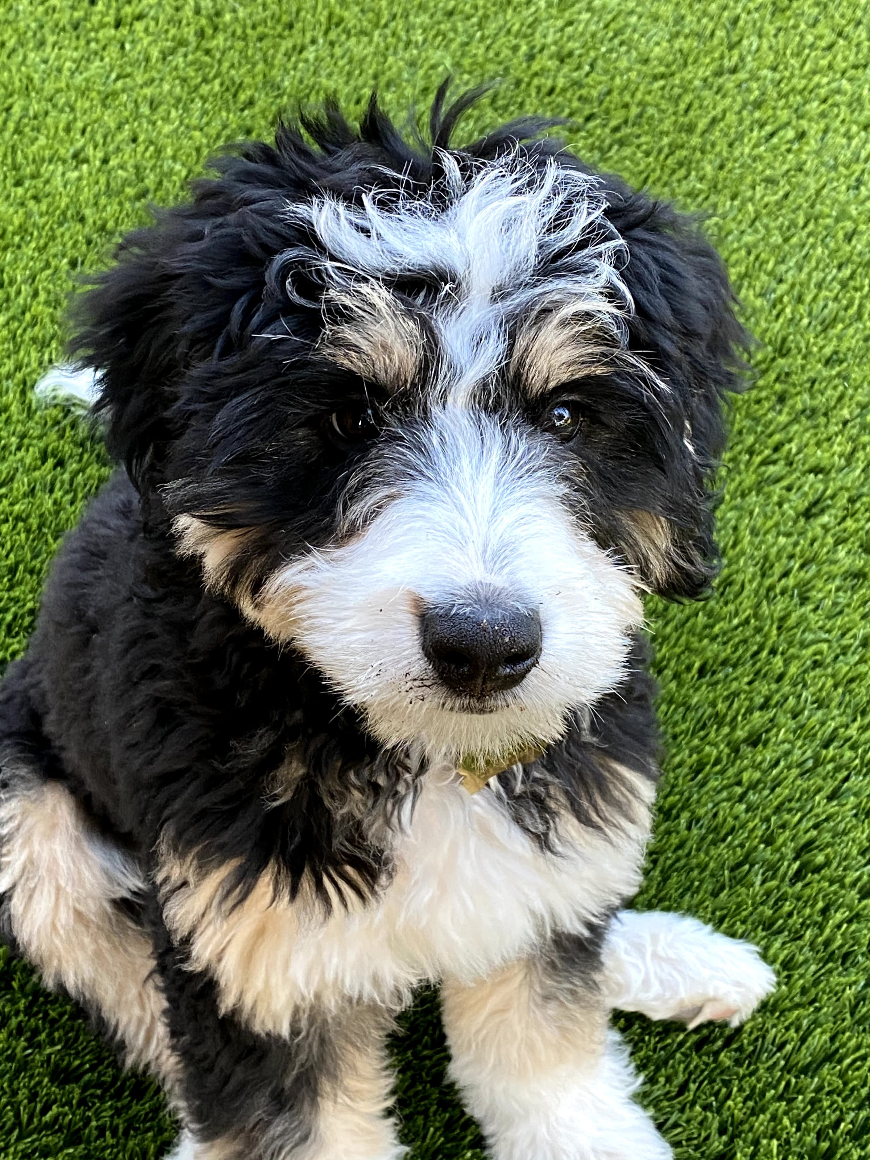 Photo of Lucky Dog