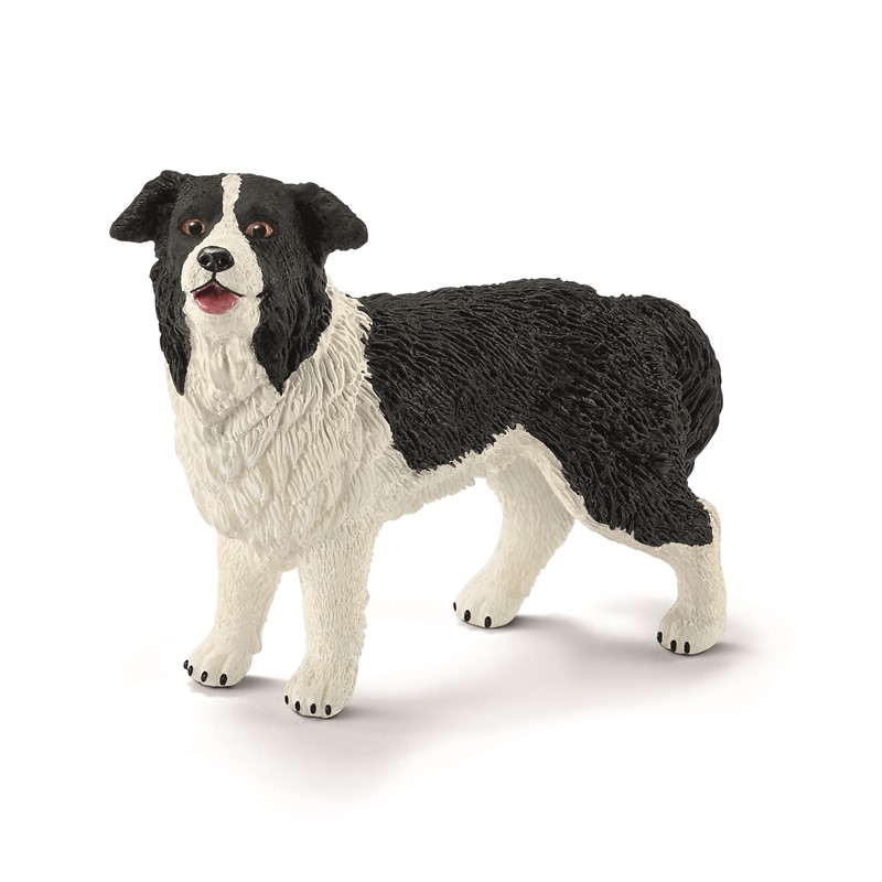 border-collie