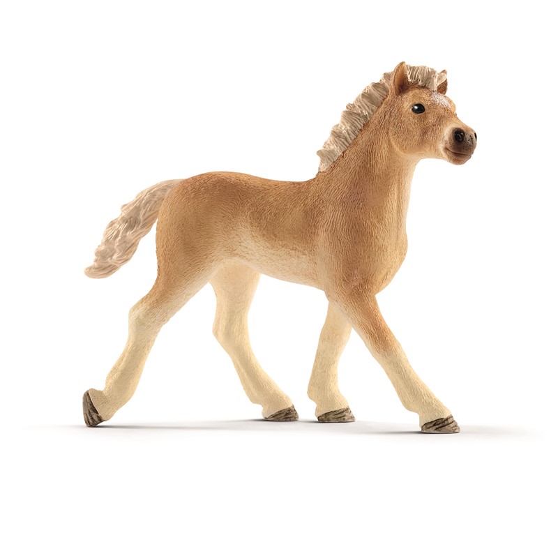 haflinger-foal