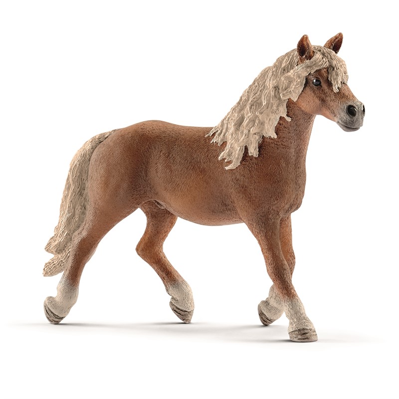 haflinger-stallion